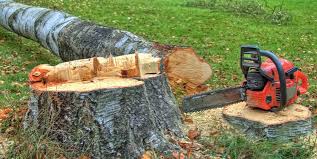 Best Tree Trimming and Pruning  in Port Byron, NY